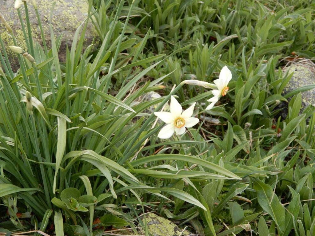 Narcisses