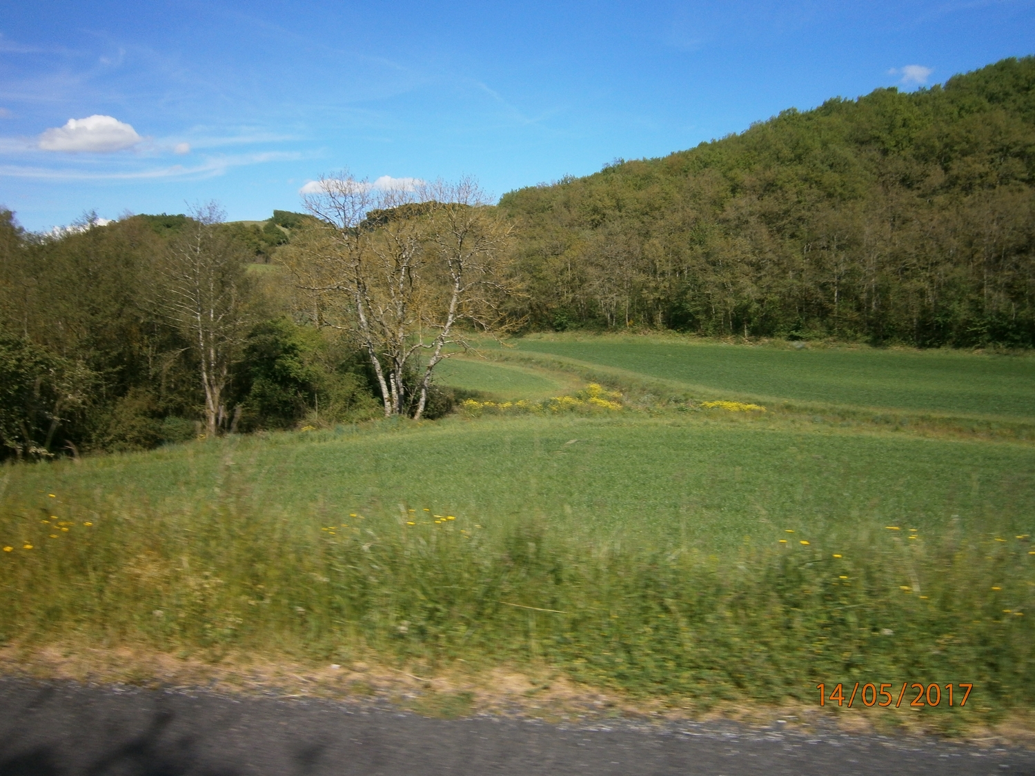 Les genets commencent à mettre les fleurs.