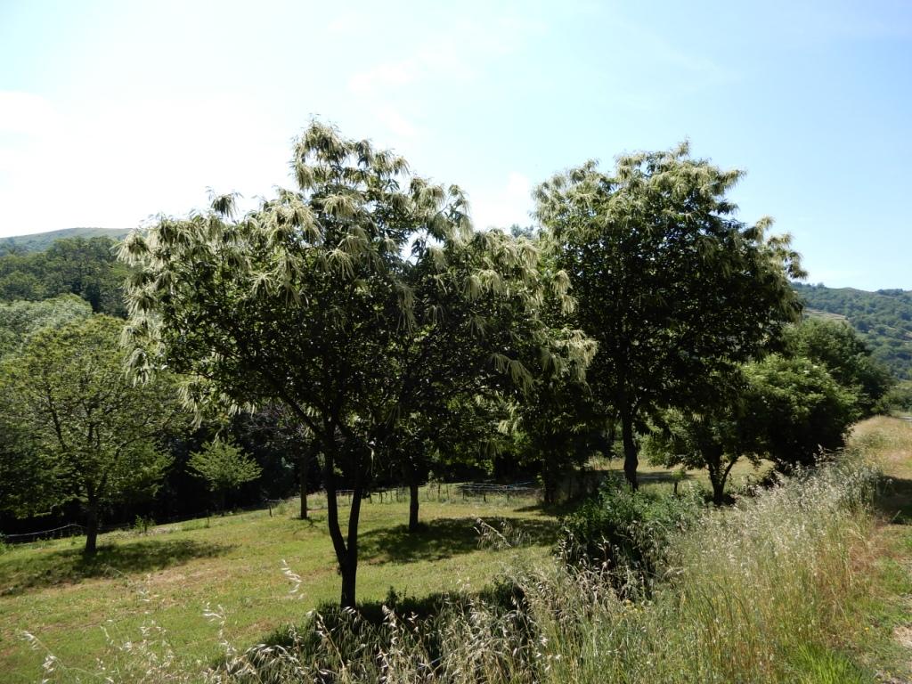 Châtaigneraie