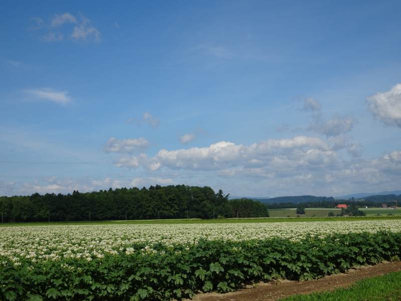 Cultures de pommes de terre
