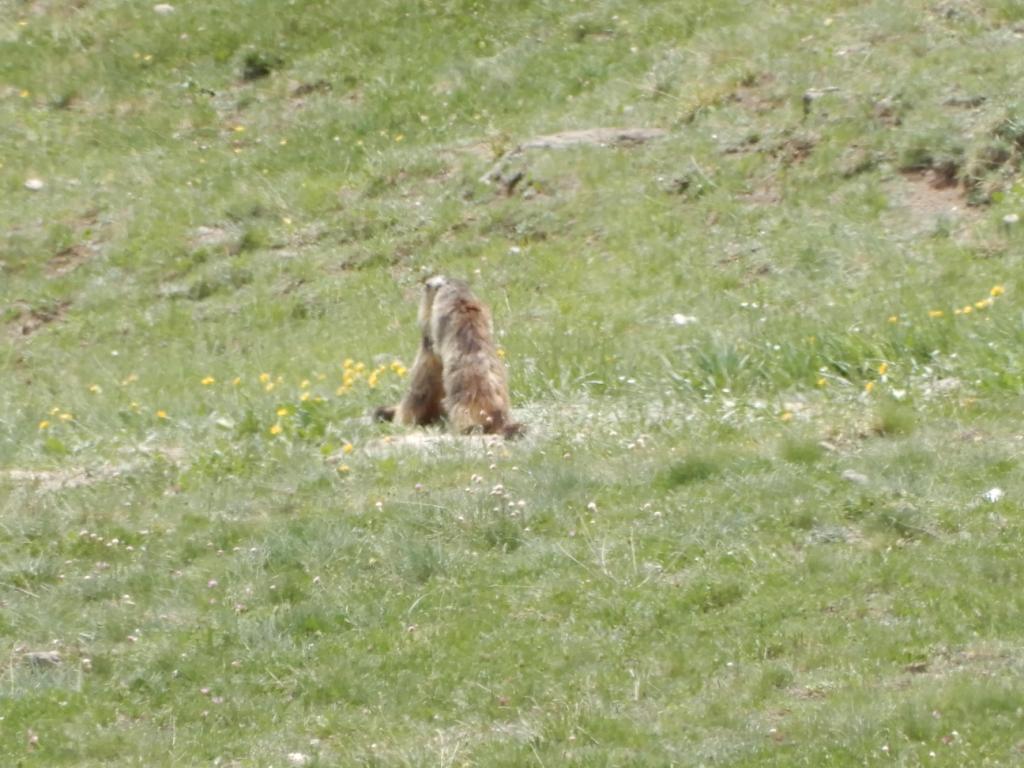 Jeux de marmottes
