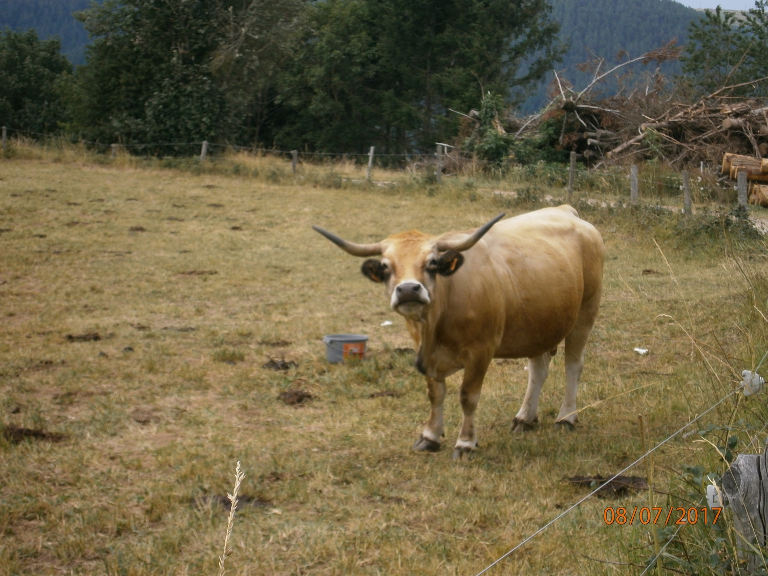 Au pays des vaches Banudes oups pardon en franciment "des vaches à cornes"