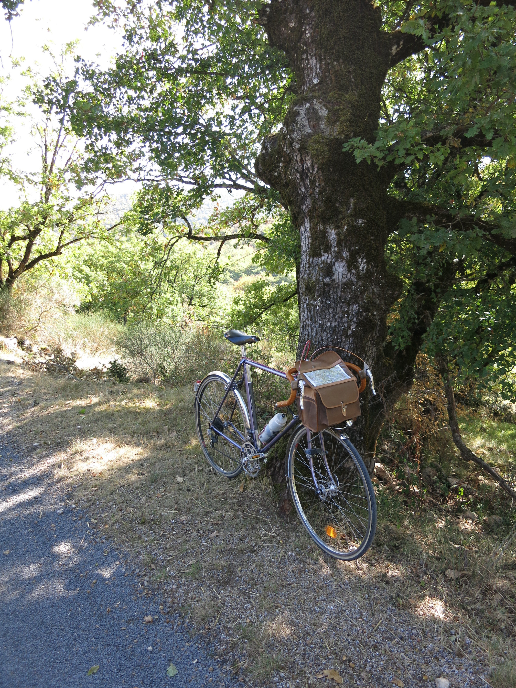 Lavande au repos